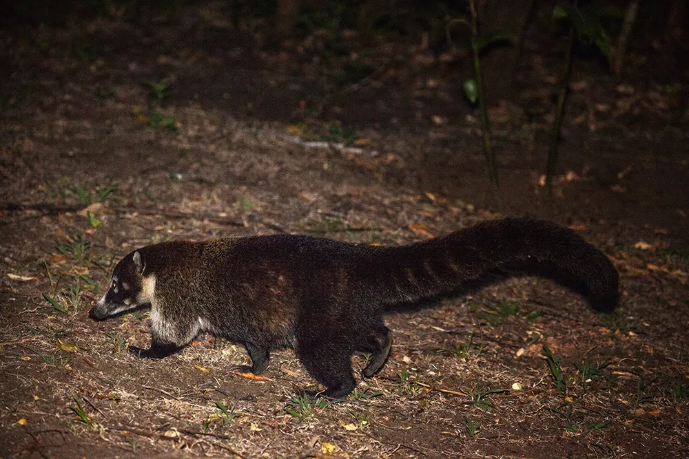 Ecological sanctuary night hike 3