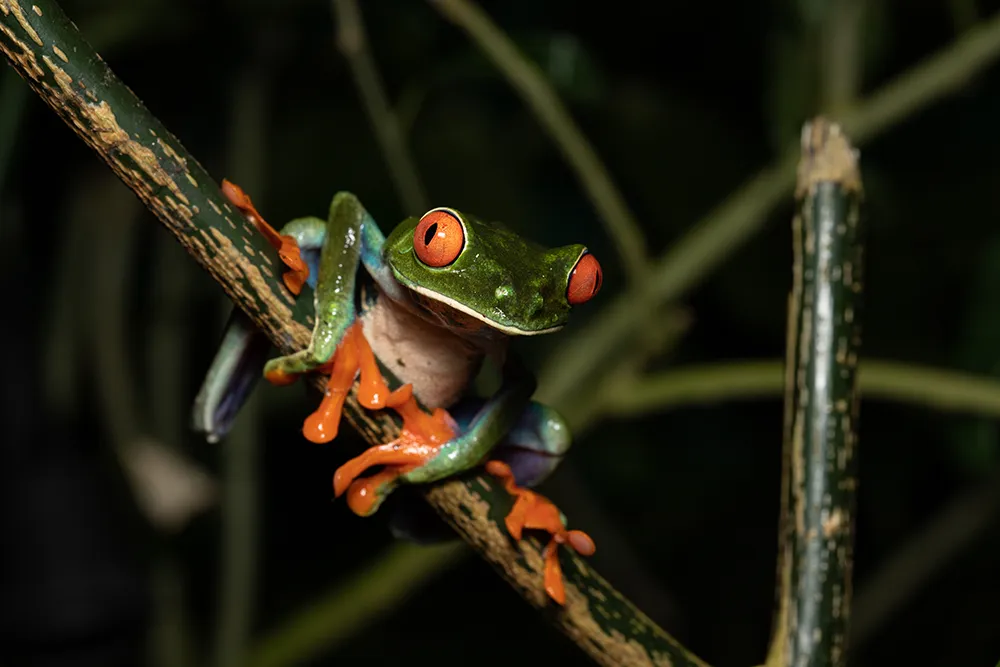 Frog Pond 2