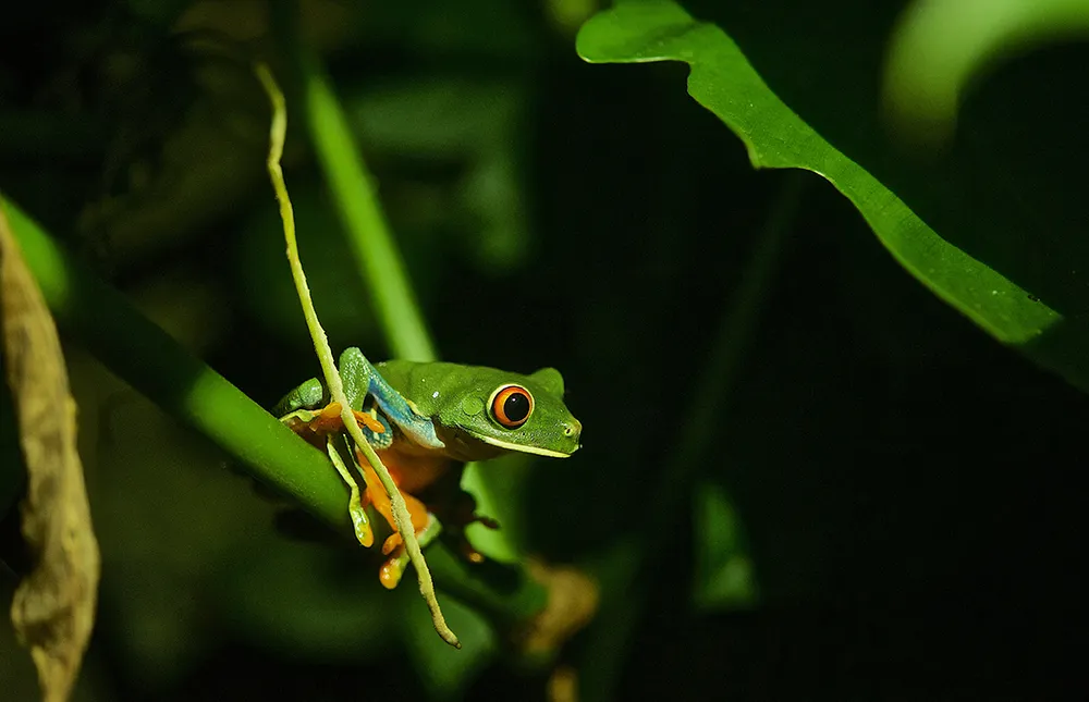 Frog Pond